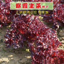 韩国包肉生菜种子紫霞青裙生菜紫红绿叶沙拉包菜饭阳台四季蔬菜孑