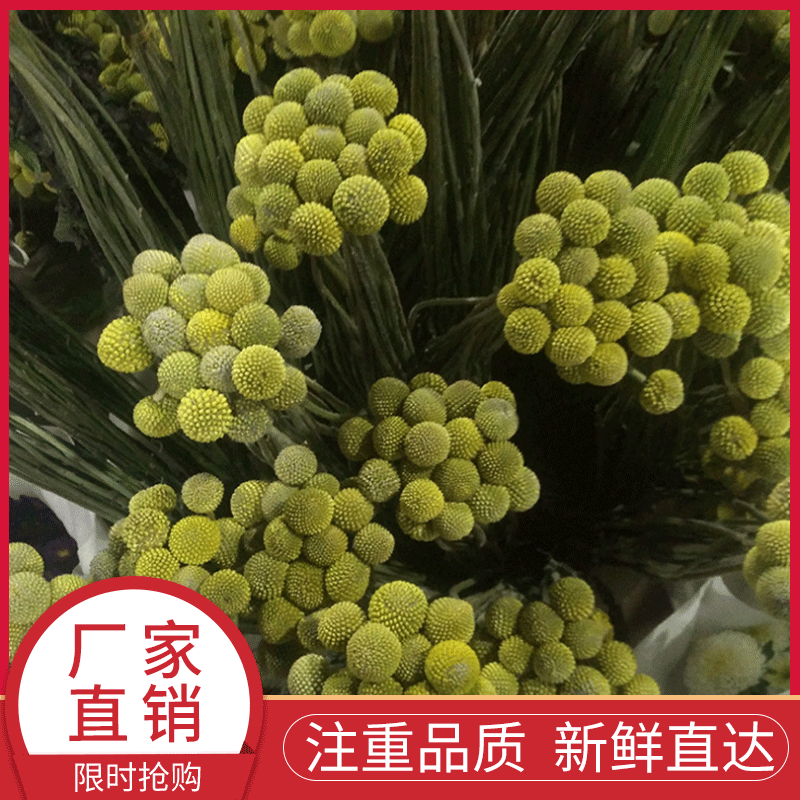 昆明鲜切花批发草花类情人草紫罗兰鲜花干花种类齐全 阿里巴巴