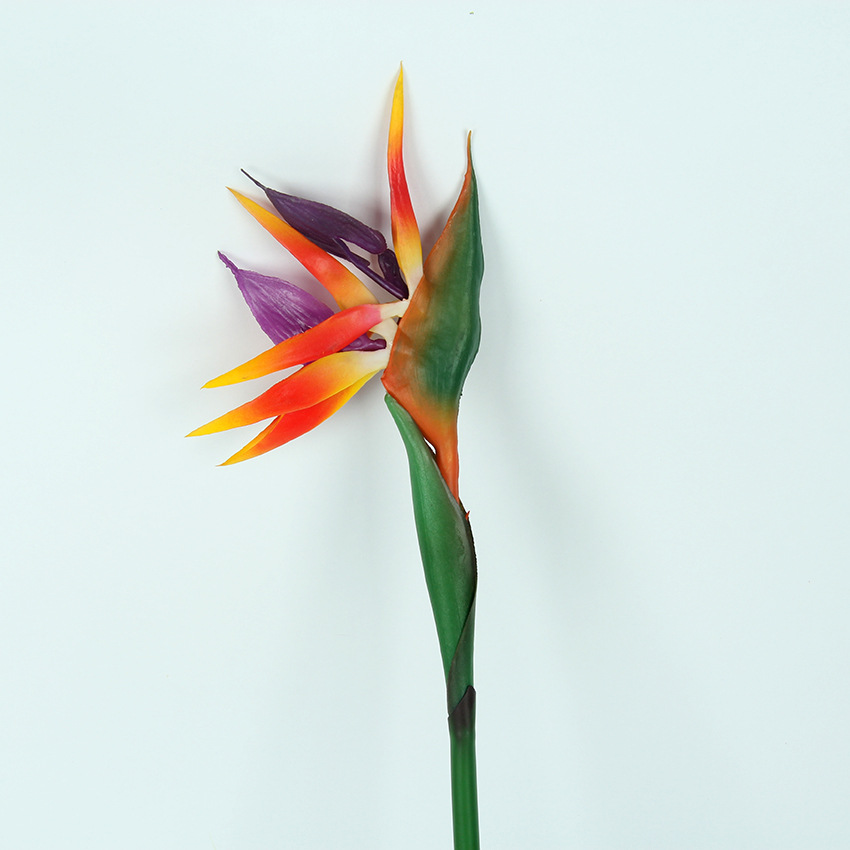 小天堂鸟 主图5.jpg