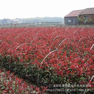 �t�~ʯ骘���ͥԺ�h�ʘ���ʯ�С��t�~ʯ���t�_�e�t�~ʯ�С��