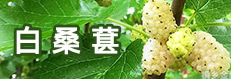 白桑椹苗