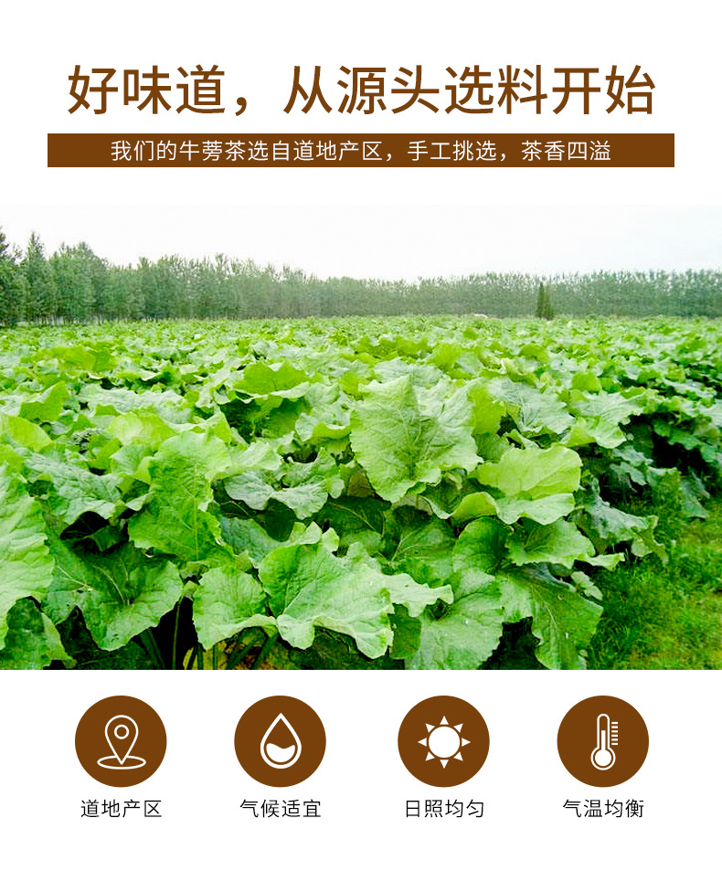 Burdock Root Tea (Arctium lappa) — Dried Burdock Root Slices, Roasted Herbal Tea in Can quality and texture