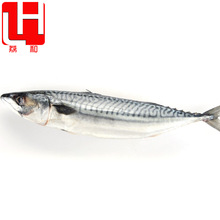 烤青花鱼 烤青花鱼品牌 图片 价格 烤青花鱼批发 阿里巴巴