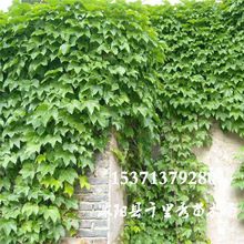 批发爬山虎种子爬墙虎三叶地锦飞天蜈蚣红丝草石血铁信质优价低
