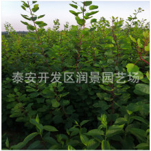 �ӱ��S���������l���� һ���S������r������S���� �S��С��r��