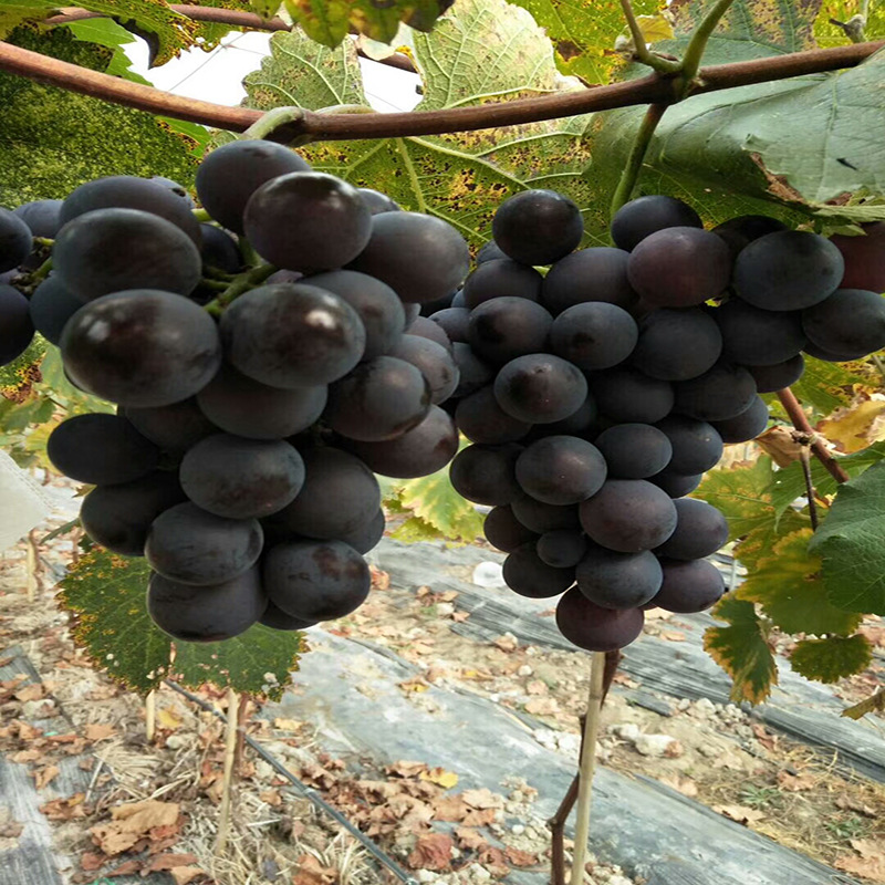 基地供應批發提子樹苗巨峰葡萄樹根系發達成活率高貨源充足