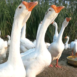 �S���L��  ���r������Z ���Z���B���l