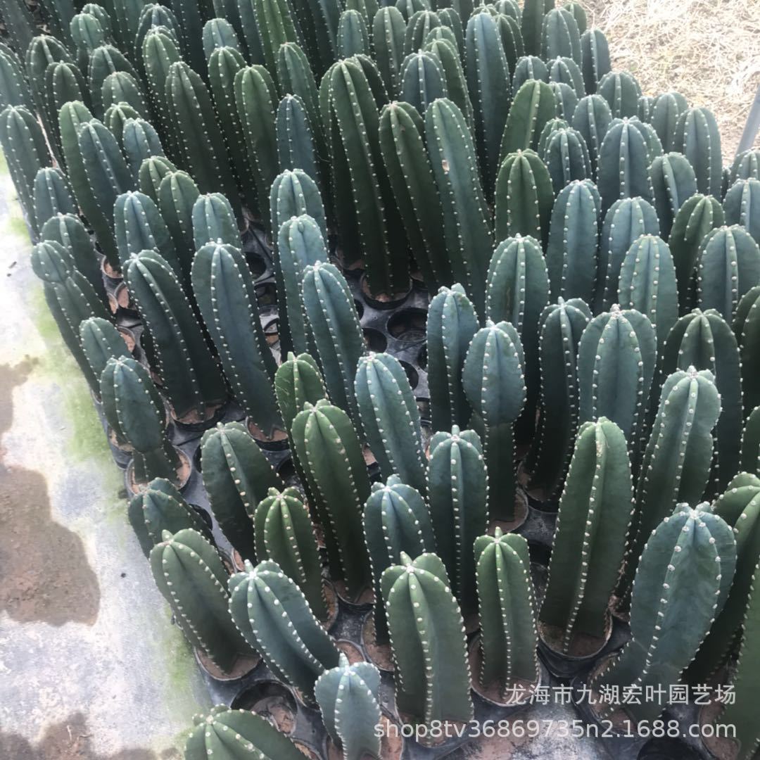 量天尺 铁柱仙人柱 仙人掌沙生植物多肉绿植景观盆栽漳州产地批发-阿里巴巴