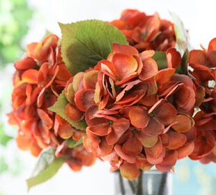 ���S���nʽ�����¿�������֦��ɫ���� �Wʽ�ٻ��Ҿ��b�������