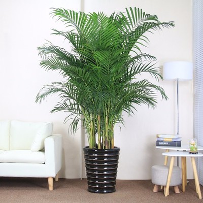 批发散尾葵凤尾竹室内客厅大型绿植盆栽夏威夷盆景花卉植物吸甲醛