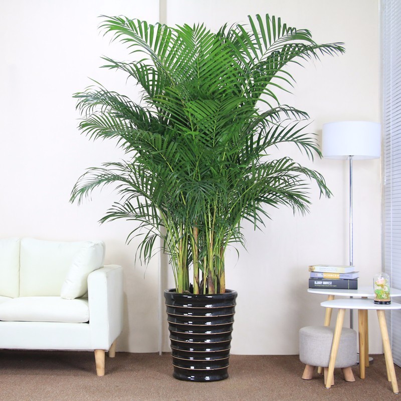 批发散尾葵凤尾竹室内客厅大型绿植盆栽夏威夷盆景花卉植物吸甲醛