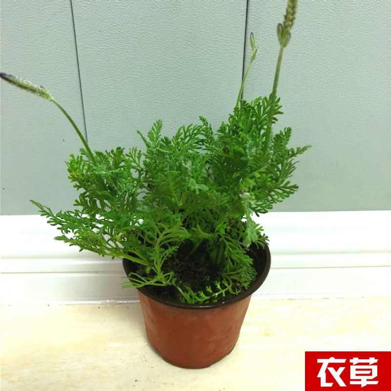 Planta verde de escritorio mayorista flor de oficina flor de rosa verde árbol rico base de plantas de maceta interior suministro image 30