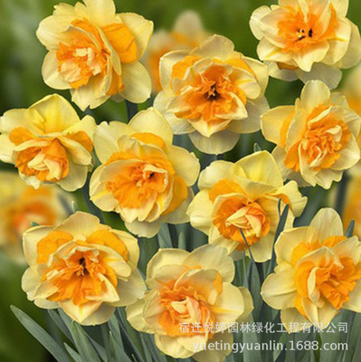 荷兰进口洋水仙种球 水培桌面盆栽洋水仙花球 多色系年宵花卉盆栽