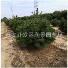 ���۰�Ƥ���� ��Ƥ�ɷN�� ��Ƥ�ɠI�B������ �a��ֱ�N