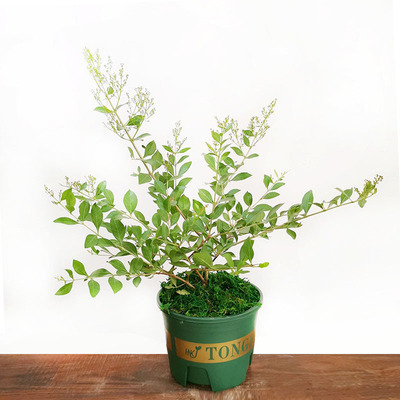 Henna Potted plant Henna Bloom Strong fragrance Evergreen Indoor and outdoor Green plant