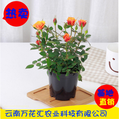 flower Seedlings wholesale All kinds of flowers Seedlings Bonsai rose Flower Bag Deliver goods