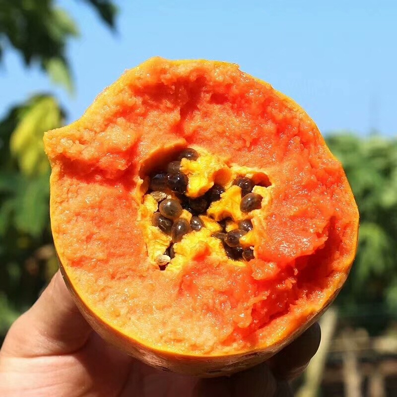 Leizhou Rock sugar Papaya 8 pounds 5 Guangdong Zhanjiang Leizhou Rock sugar Red Papaya fresh fruit Papaya
