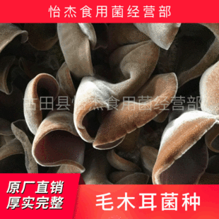 Мао -грибные оптовые производители напрямую продают поколение грибов, грибов, грибов, саженцев на балконах