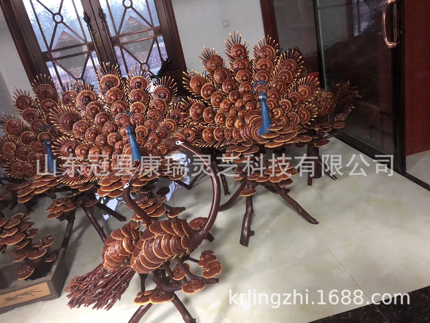 冠县康瑞灵芝盆景 山东灵芝 灵芝盆栽 灵芝摆饰 灵芝花 灵芝造型-阿里巴巴