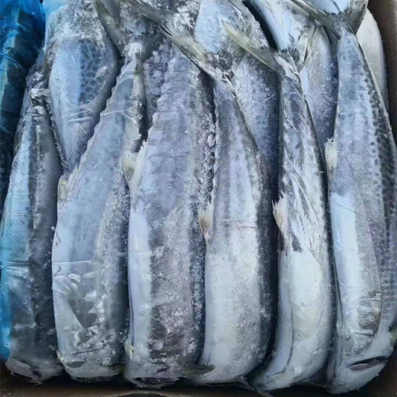 批发冷冻鲅鱼新鲜活海捕冷冻海鲜水产深海马鲛鱼大台鲅鱼单只封口