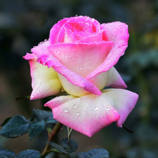 ���l�ļ��󻨝���Ʒ�N�¼�����Ħ�{�繫����ɫ���㿹�����̨���@