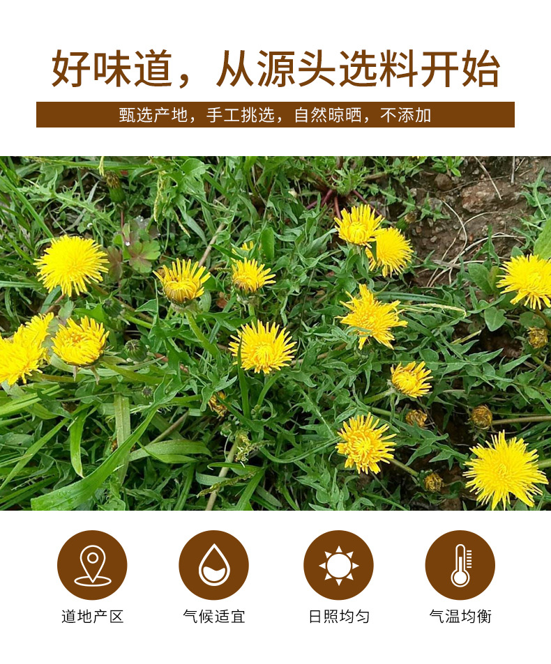 Dandelion Root Tea (Taraxacum officinale) — Dried Pú Gōng Yīng Root Slices, 350g Gift Jar key features