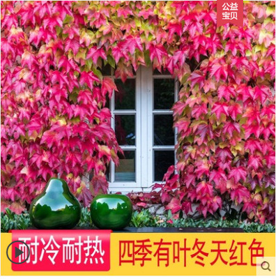 三叶爬山虎爬藤植物壁挂常青庭院四季大苗五叶爬墙虎藤蔓植物爬藤|ms