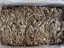 不开伞茶树菇 福建2020新货茶树菇1000g 散装批发 古田食用菌批发