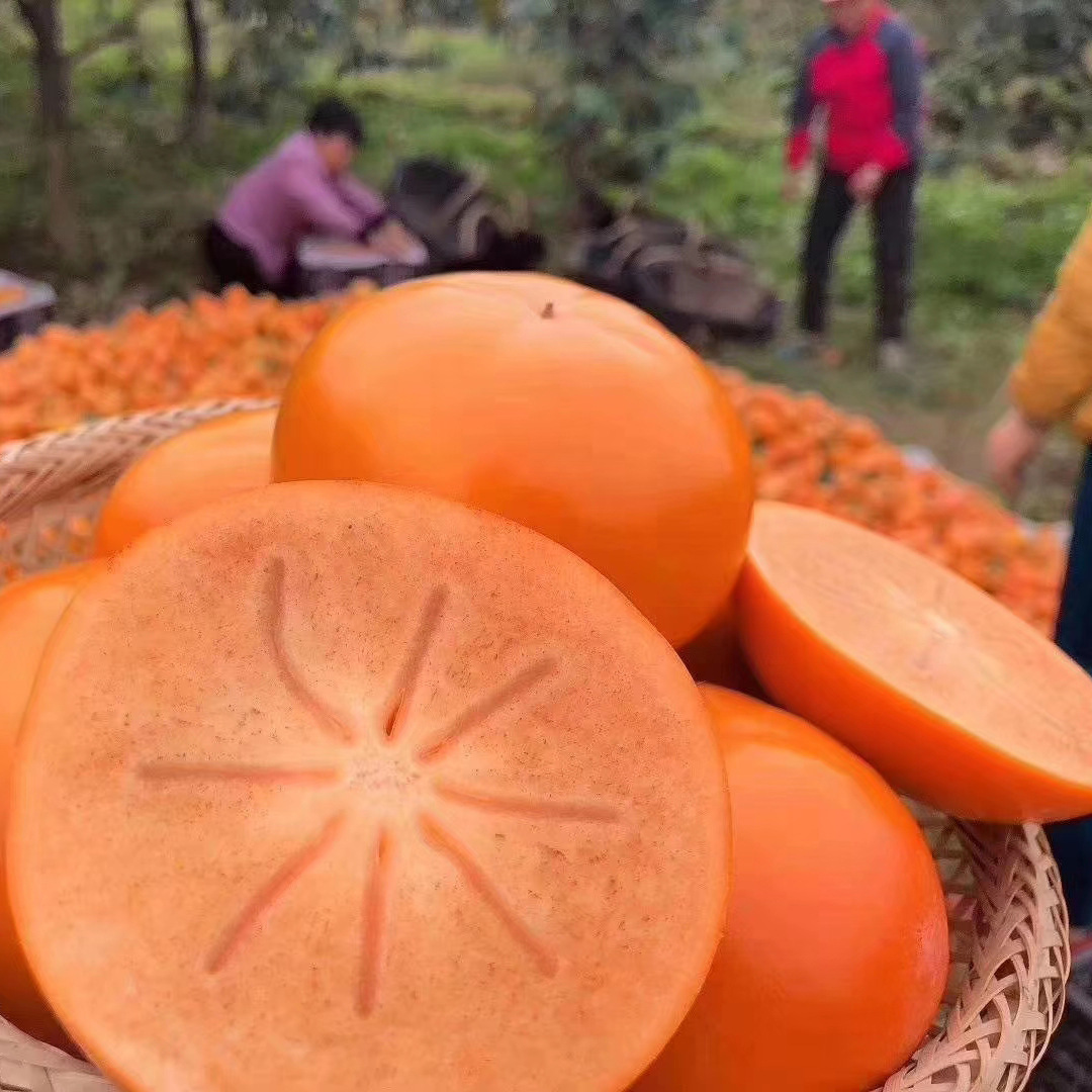 陕西西安脆甜柿子5斤/10斤新鲜水果 脆柿子生吃柿子 柿子批发批发|ms