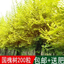 ²ɇNӈ@־G NӇNľNӰ]