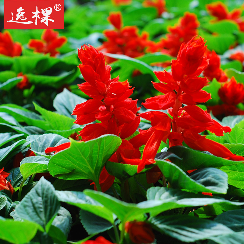 串红花的介绍,一串红的外形特征,串红花学名_大山谷图库