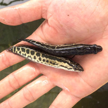 s~ ^LwǰʈAͲκ󲿂ȱ ~ ~ ~