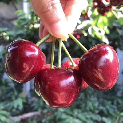 山东新鲜樱桃 美早 车厘子大樱桃 2斤空运包邮 新鲜水果大美早