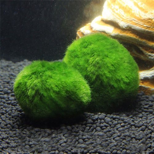 Live Green Algae Ball Ornament for Real Water Plant Fish Tank Aquarium Landscape Decoration Seaweed Ball Eco Bottle Algae Ball 4cm