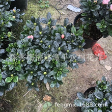 180���� ��ɫС�Ҽt���N���͙��Ҽt���N�� ������ƽ��������