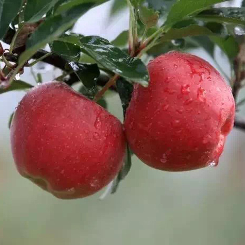 嫁接品种烟富系列苹果树苗 规格多好成活基地现货品种苹果树苗