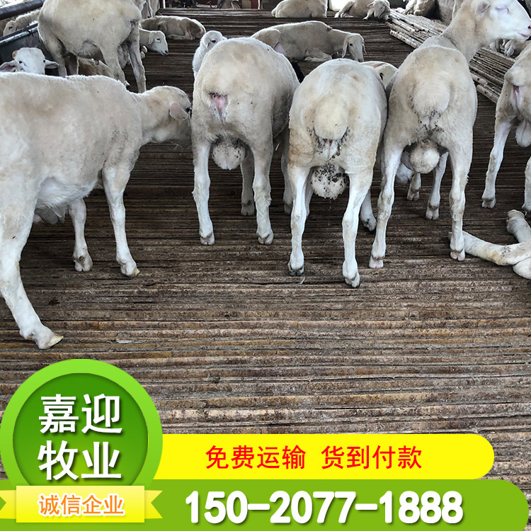 出售小尾寒羊,小尾寒羊断尾,小尾寒羊_大山谷图库