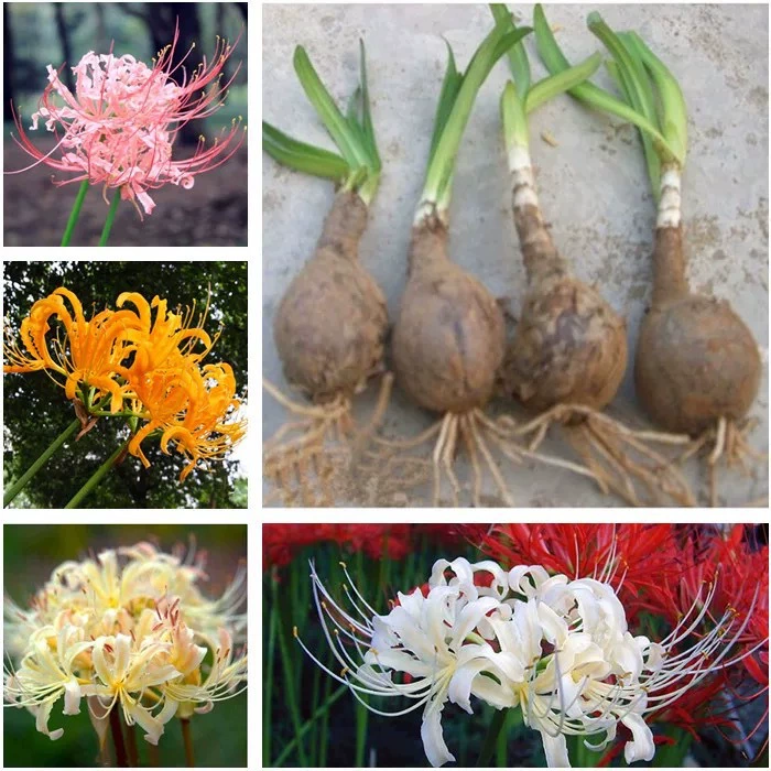Bianhua Bulb Manzhushahua Цветочный шар в горшке Lycoris Radiata Внутренний двор Декоративные луковицы Цветочное растение оптом