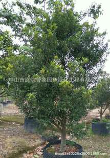 ����ֱ�N ���ܘ� �a���� �趡 �趡�� �ඡ��� ��Ҏ�� �G����r