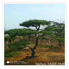 山東出售 泰山造型景松 黑松  油松 造型五針松價格 樹形優美