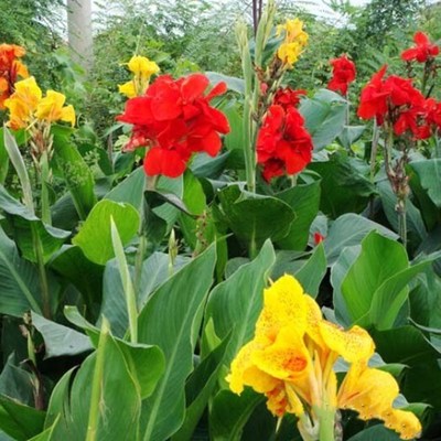 基地直销 美人蕉 水生观花植物 水生绿化苗木 净化水质红花美人蕉|ru