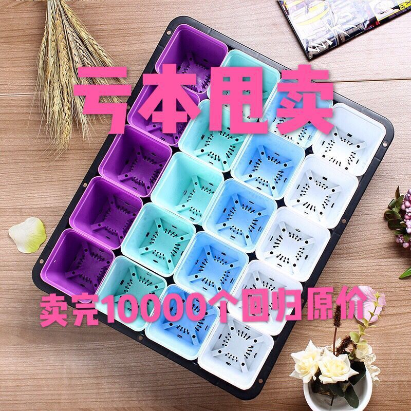 多肉育苗盤育苗盆はプラスチック植木鉢の小さな黒方整理トレーのもやしトレーの葉を厚くして鉢を挿します。|undefined