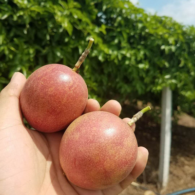 【全年发货】广西百香果紫香一号热带水果新鲜西番莲鸡蛋果现摘|ru