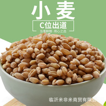 新鮮小麥批發山東帶皮小麥粒磨面粉釀酒原料25kg飼料用雜糧小麥