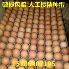 可孵化九斤黃雞種蛋~綠殼雞種蛋~蘆花雞種蛋~麻雞種蛋~人工授精