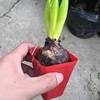 [Base directly batch] Hyacinth Potted Potted Fengzi Poin Poin Pot Pot can cultivate flowers