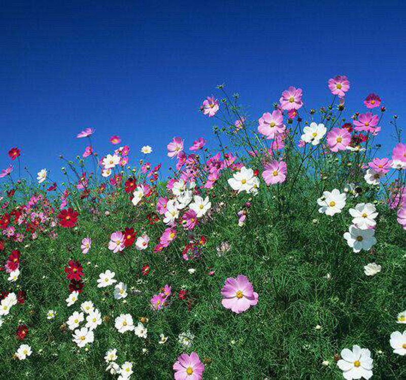 波斯菊花种子格桑花种籽子多色四季播种开花易活花籽庭院室外包邮