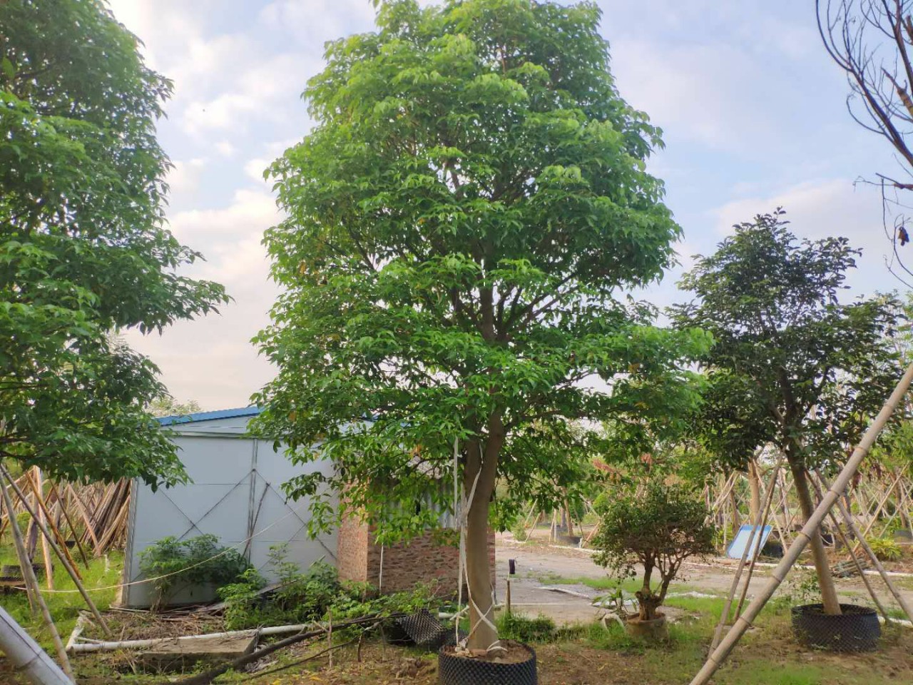 904基地直销 鱼木 18-22cm精品假植苗 全冠鱼木 -阿里巴巴