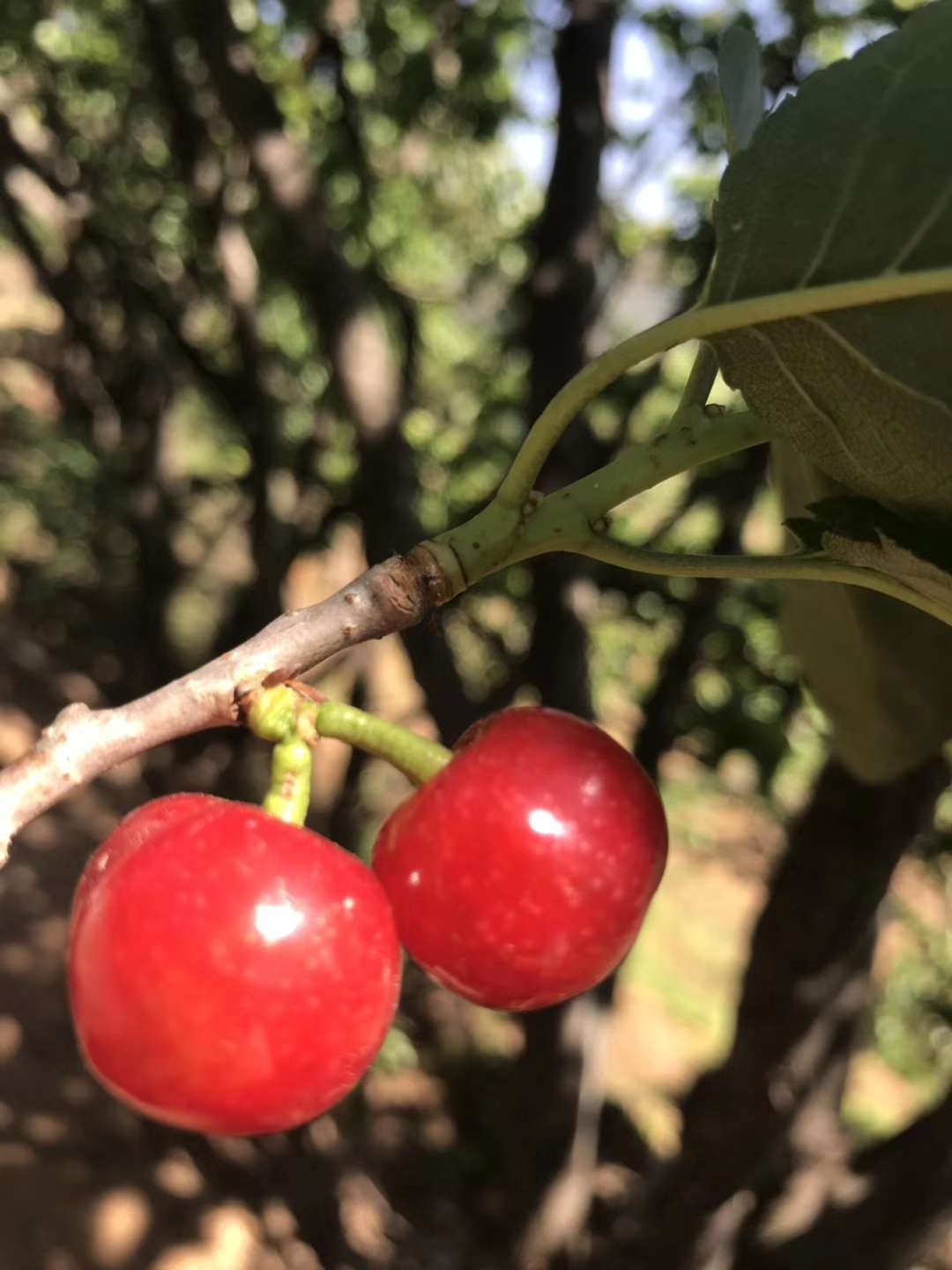 Alpine Cherry pregnant woman Child Favorites