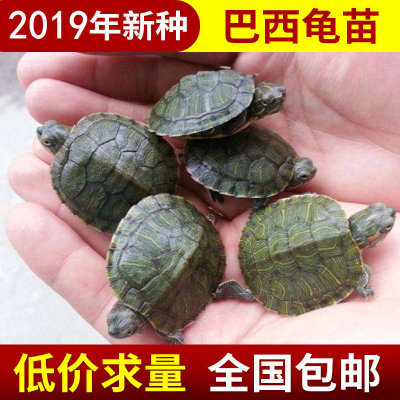 水産養殖6-9克巴西龜龜苗 觀賞龜寵物小烏龜活體批發